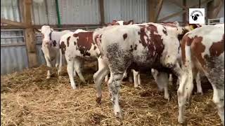 17 Red Holstein Maiden heifers