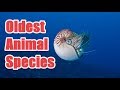 Oldest Animal Species In The World