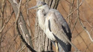 【鳥キロク】木にとまるアオサギ