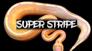 The 'Super Stripe' Ball Python