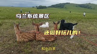 草原自驾游vlog4：乌兰布统景区还挺好玩的，附游玩攻略！