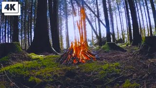 4K Crackling Forest Noon Campfire (10 Hours) - Nature Forest sounds, Ambience Fireplace