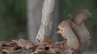 Kaksi oravaa ruokinnalla   Two Squirrels on feeder