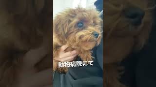 血便が出たのでまた動物病院でガクブルが止まらない