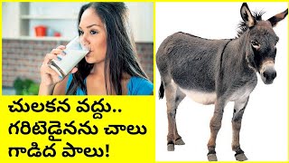 చులకన వద్దు..గరిటెడైనను చాలు గాడిద పాలు Donkey Milk Benefits #DonkeyMilk #HealthVideos #MilkBenefits