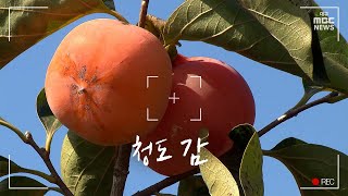 청도 감 | 영상+