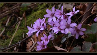 柏崎🌼大崎雪割草の里