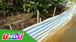 Bể đê, nhiều vườn cây ăn trái bị uy hiếp | THDT
