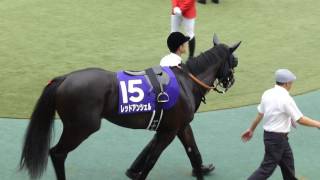 レッドアンシェル　in　 東京競馬場　at 2017.05.07. NHKマイルカップ（ＧⅠ）　＃２