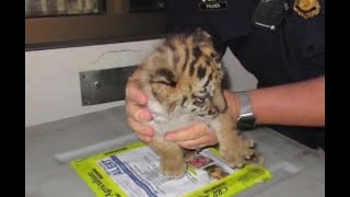 Teen attempts to smuggle tiger across border