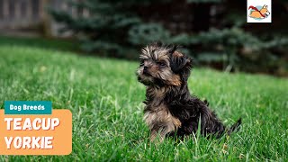 Teacup Yorkie: A Pet Parent’s Guide to The Smallest Dog!