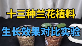 蝴蝶兰养护——十三种兰花植料生长效果对比实验