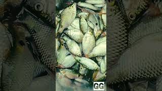 এটা কি মাছ বলেন তো দেখি #shorts #youtubeshorts #fishing