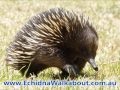 Echidnas are unstoppable!