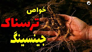 جینسینگ هندی و حقایق خطرناک آن | خواص جنسینگ یا آشواگاندا قرمز + مقدار مصرف