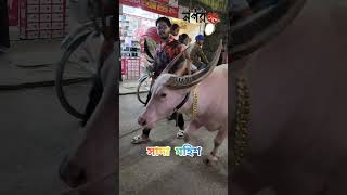 সাদা মহিশ দাম তিন লাখ | White Mohish | Cow | Korbani Hat