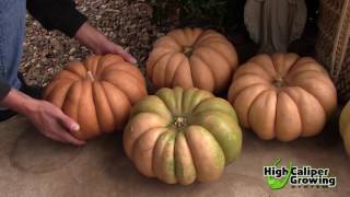 Growing Pumpkins in Smart Pots