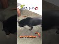 【甲斐犬】飼い主に吠える甲斐犬いちご🍓