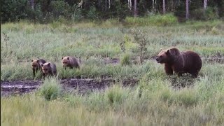 Karhu-Kuusamo - Karhunpentuja 2014