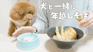 犬と一緒に年越しそばを食べながらのんびり過ごす大晦日【トイプードル】