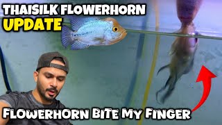 SHOCKING! My Thaisilk FLOWERHORN Aggressive Behavior – It BIT My Finger! 😱 - Imran's World