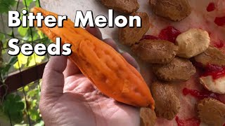 Saving Bitter Melon Seeds