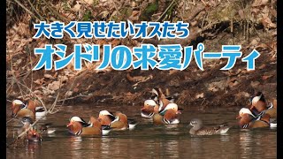 オシドリの求愛パーティ　大きく見せたいオスたち　Mandarin duck