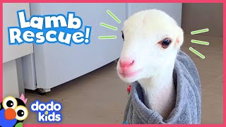 These Dog Rescuers Save a Lamb With No Ears | Animal Videos For Kids | Dodo Kids