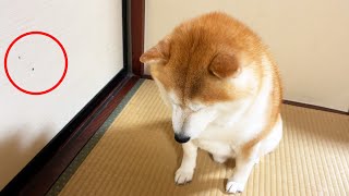 Shibe is scolded for destroying the door of Grandma's house