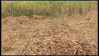 Sugarcane Tiger #Tarai Tiger belt # Tarai sugarcane field