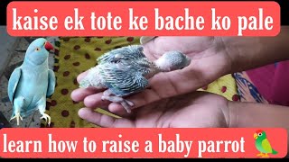 How to feed a baby parrot | tote ke bache ko kaise pale