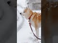 秋田犬はる、牡丹雪の降る坂の上を目指す shorts 秋田犬 犬のいる暮らし