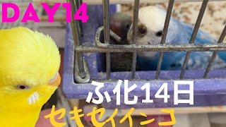 【パパもおはよう】セキセイインコ ヒナ孵化14日No3★Hatched! DAY14#shorts #セキセイインコ