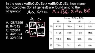 How to solve advanced punnet square problems