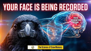 Crows Remember Your Face Forever. Science Proved It