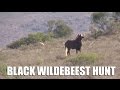 Black Wildebeest Hunt