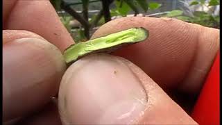 Bud Grafting an Apple Tree - results from previous bud grafts - pigeon damage!