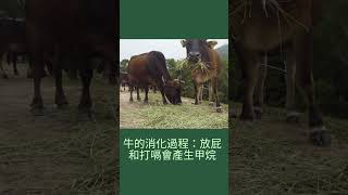 牛放屁和氣候變化之間有什麼關係？