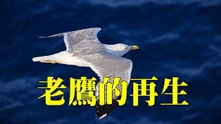 老鷹的再生它 一生的年齡可能達70歲 是須經過一個 十分痛苦的更新過程