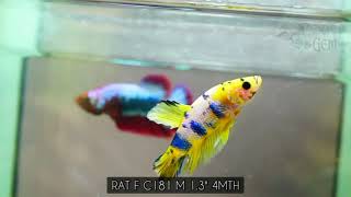 (RAT-C181) Yellow Galaxy Plakat Male Betta