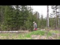 cutting down trees puun kaatoa