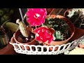 my gymnocalycium baldianum cactus in beautiful blooms.