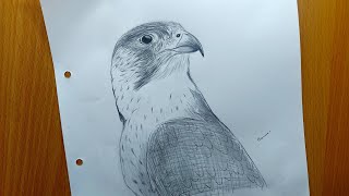 how to draw falcon || eagle drawing|| falcon pencil shade drawing || bird drawing tutorials