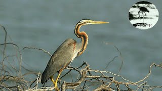 Suara pikat burung Cagak