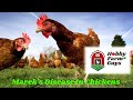 Marek's Disease In Chickens: What It Is & How To Prevent It