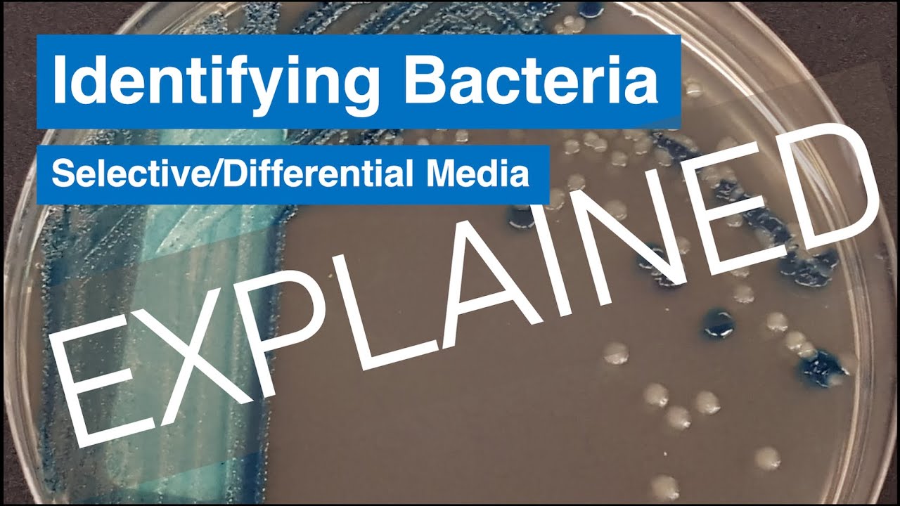Blood Agar Differential Selective Medium Explained Simply