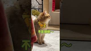 哪有这么夸张！ #cat #pets #funnycats #飞机响响 #cute #萌宠出道计划 #萌宠