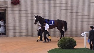 2016 第153回 天皇賞(春)(ＧⅠ) 現地撮影 キタサンブラック Tenno Sho (Spring) (G1) Kyoto Racecourse 2016.05.01