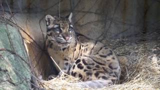 20170305 雲豹 -漂亮雲新 Clouded leopard@Taipei zoo