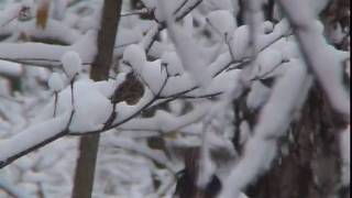 ホオジロ♂♀大雪でも仲よく